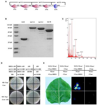 The TSN1 Binding Protein RH31 Is a Component of Stress Granules and Participates in Regulation of Salt-Stress Tolerance in Arabidopsis
